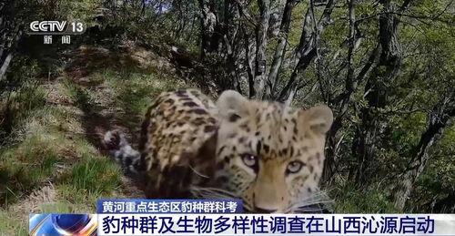 国产影豹蹭饭视频大全