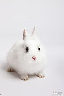 国产侏儒兔喂养视频教程,视频教程精华汇总