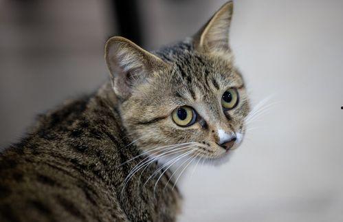 猫咪在线观看视频国产,在线视频展现国产猫咪魅力