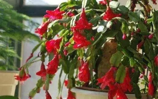 国产蟹爪兰视频,绽放异彩的家居绿植风采