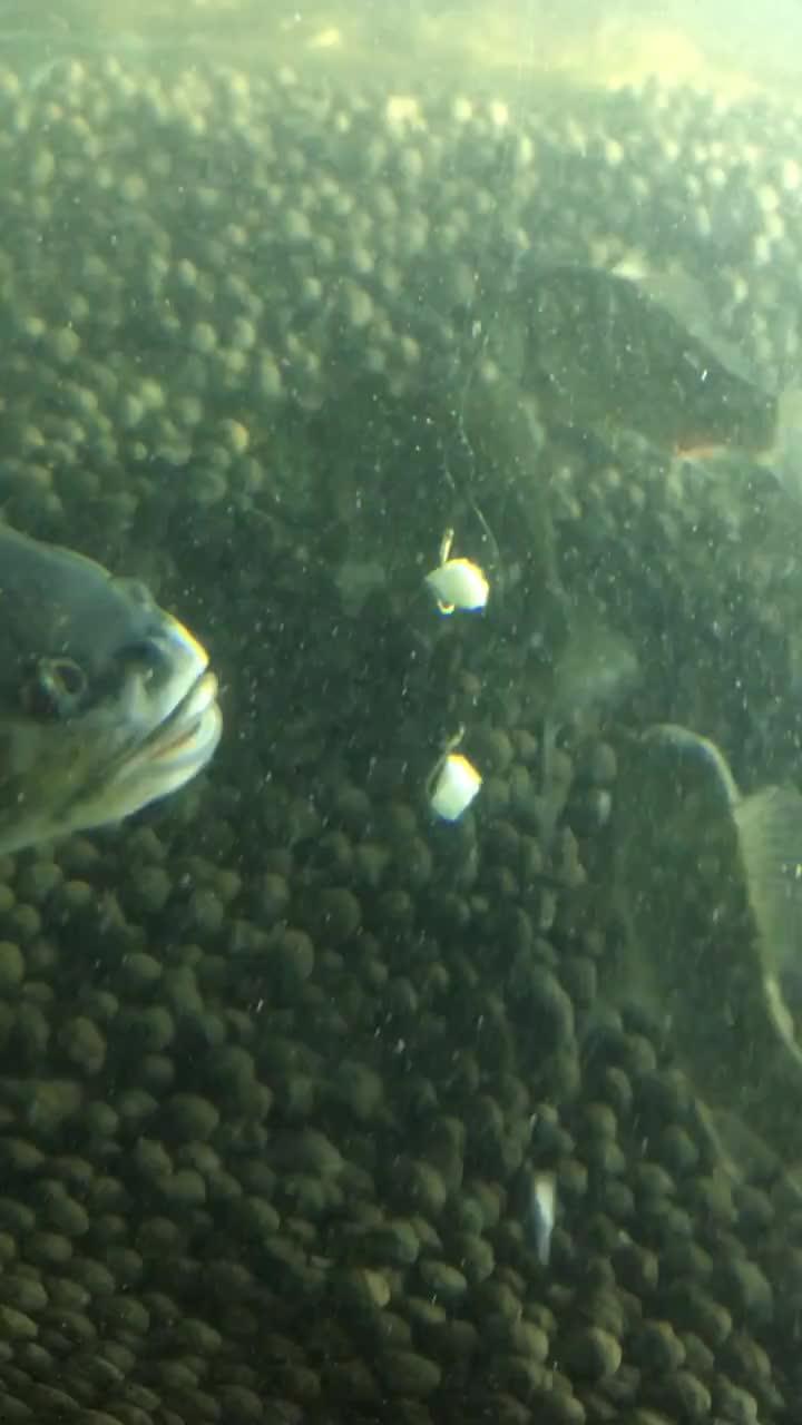 国产野生小型鱼类视频,视频中的生态画卷