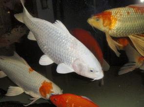 国产锦鲤产卵视频播放