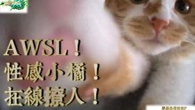 在线观看猫狗视频国产,猫狗视频，国产内容引领潮流