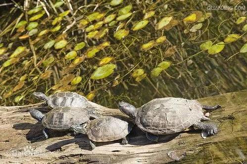 国产绿帽王八的视频,揭秘神秘视频背后的故事