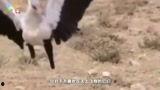 狗干人视频资源国产国产,揭秘网络暗流涌动的秘密世界